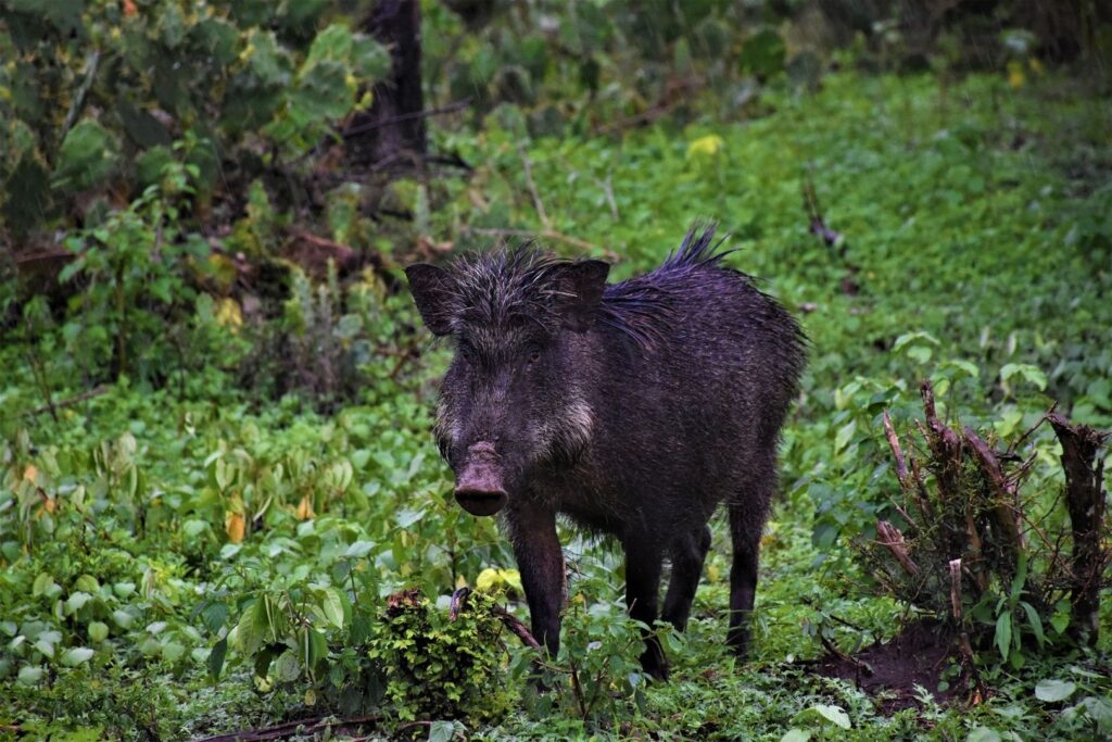 Mörkt vildsvin står i tät, grön undervegetation i skogen