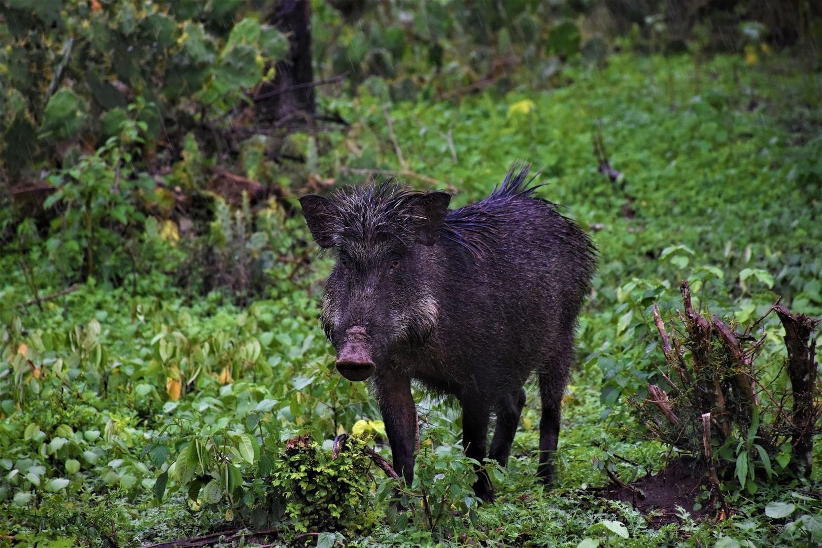 Mörkt vildsvin står i tät, grön undervegetation i skogen