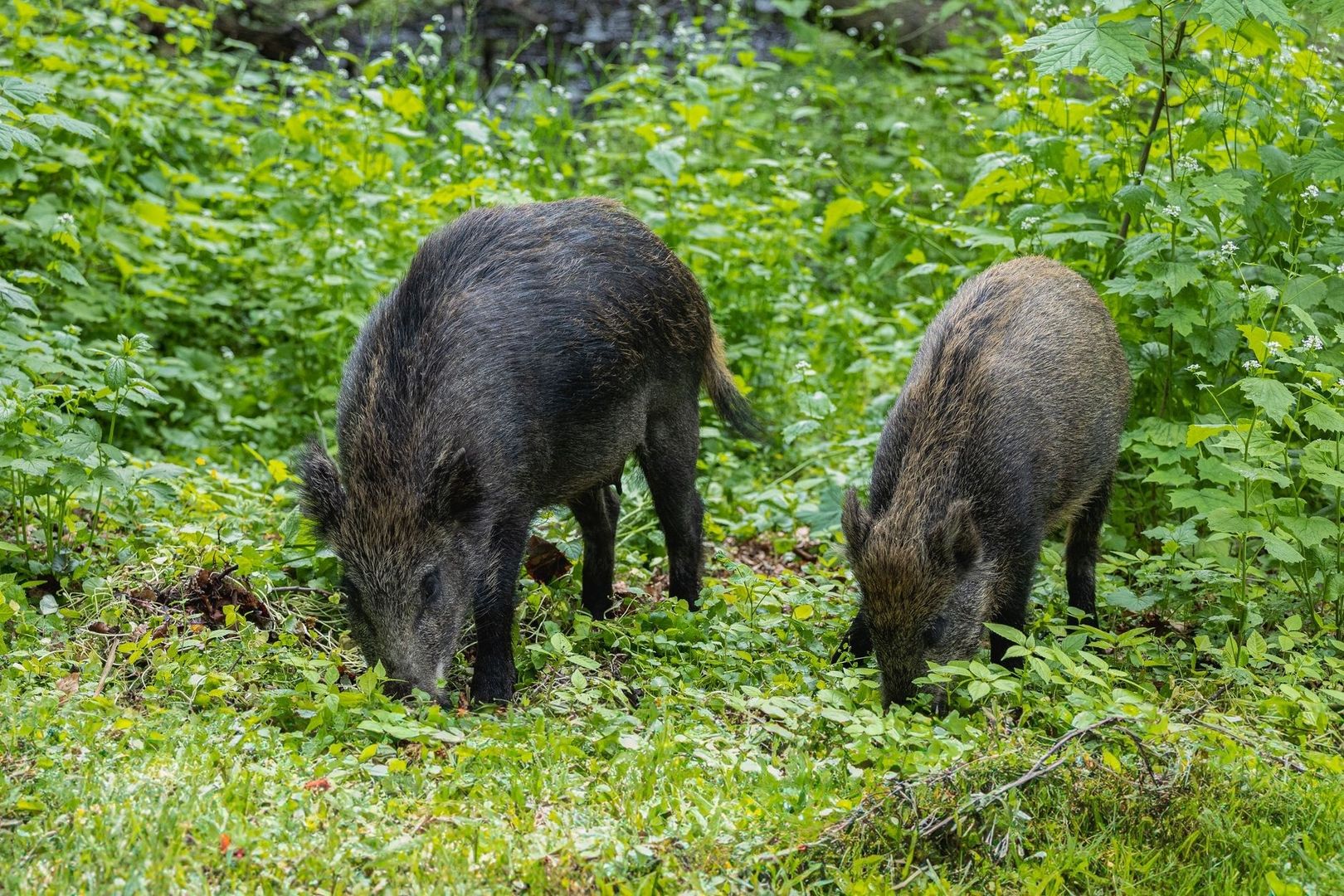 Två vildsvin bökar tillsammans i tät grön vegetation